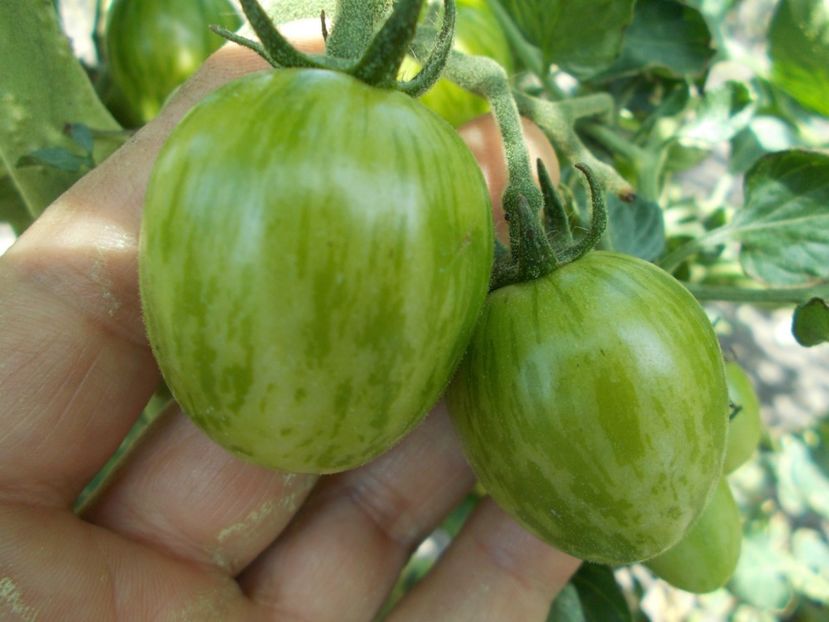  - SEMINTE ROSII - SUNRISE BUMBLEBEE