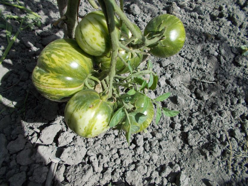  - SEMINTE ROSII - GIRL GIRL S WEIRD THING