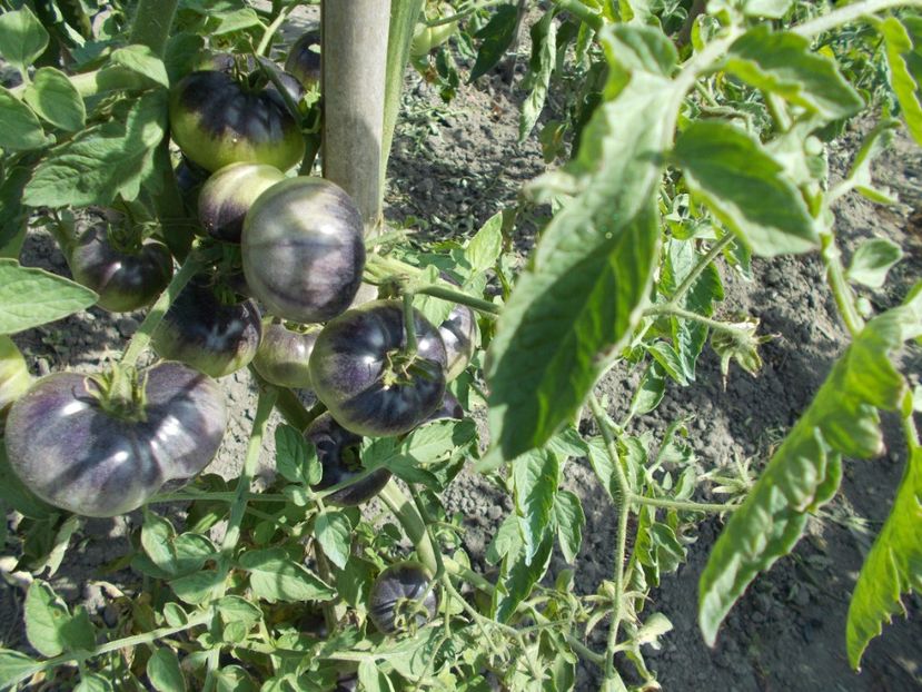  - SEMINTE ROSII - GREAT YELLOW BLUE