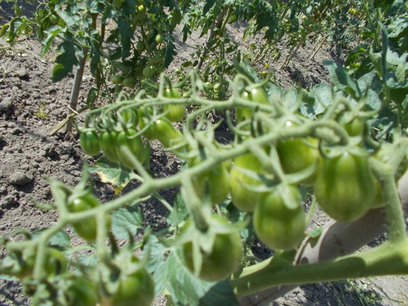  - SEMINTE ROSII - DATLO