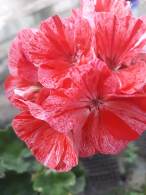 IMG-20180716-WA0021 - MUȘCATE 2018