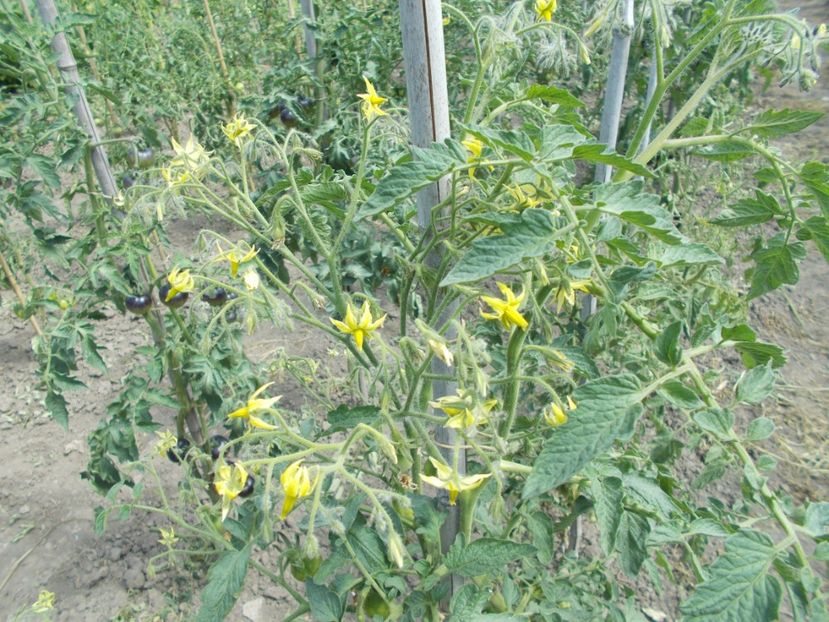  - SEMINTE ROSII - MICHAEL POLLAN