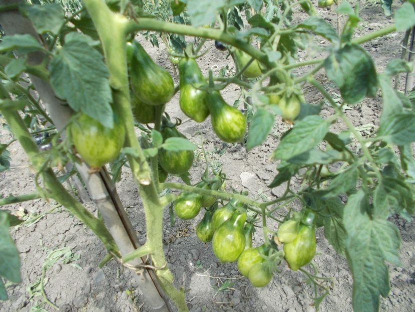  - SEMINTE ROSII - MICHAEL POLLAN