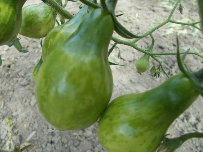  - SEMINTE ROSII - MICHAEL POLLAN