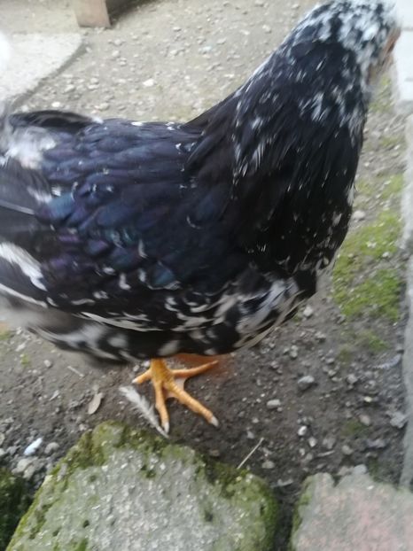  - Wyandotte negru bobat