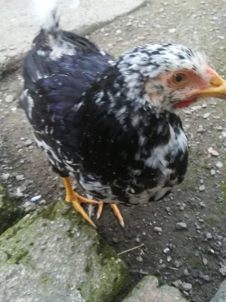  - Wyandotte negru bobat