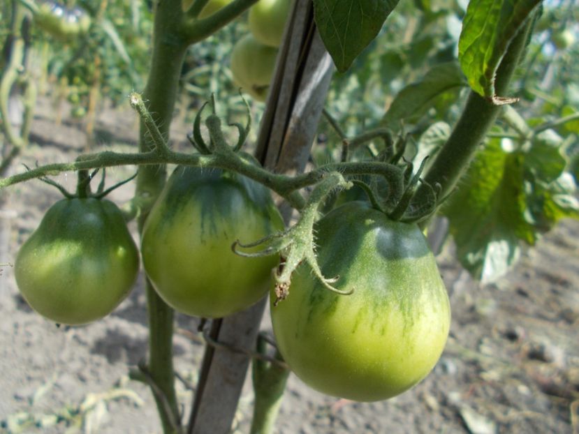  - SEMINTE ROSII - QUEEN ALIQUIPPA