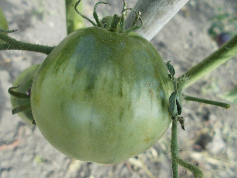  - SEMINTE ROSII - QUEEN ALIQUIPPA