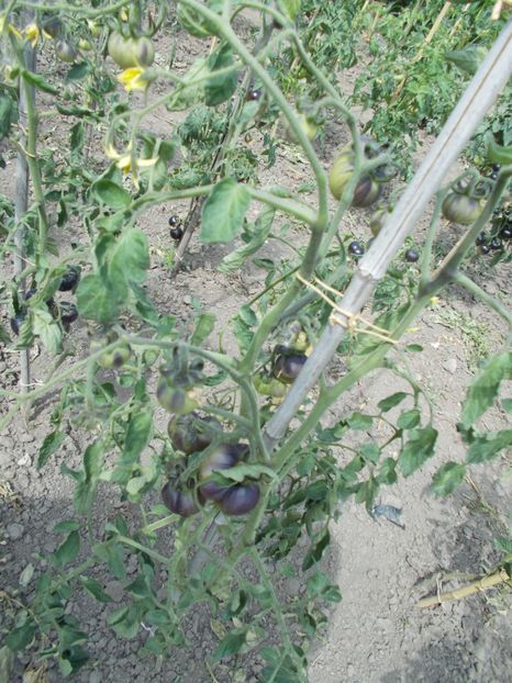  - SEMINTE ROSII - MUDDY WATERS