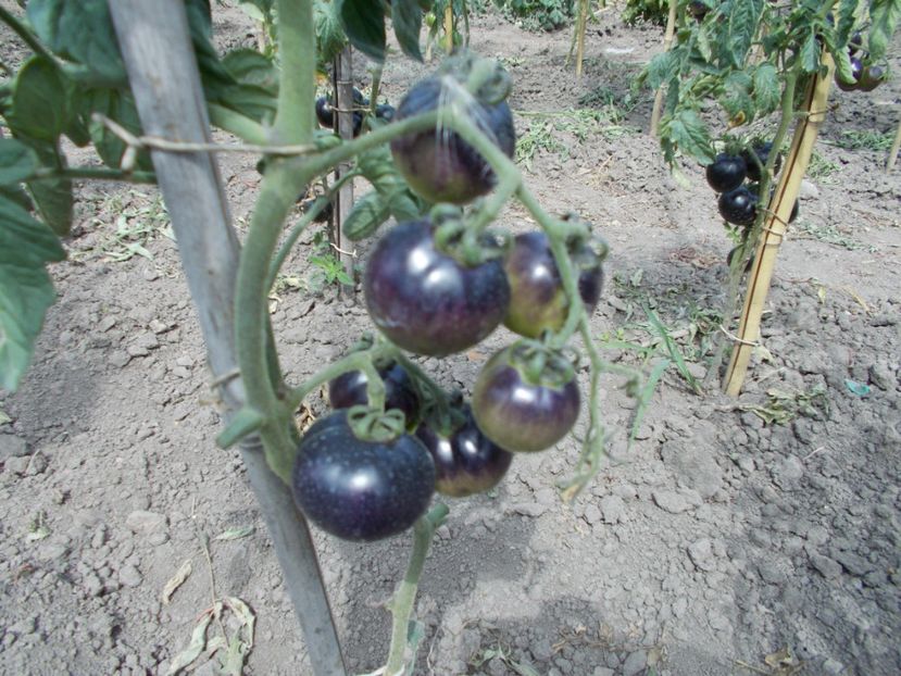  - SEMINTE ROSII - MUDDY WATERS