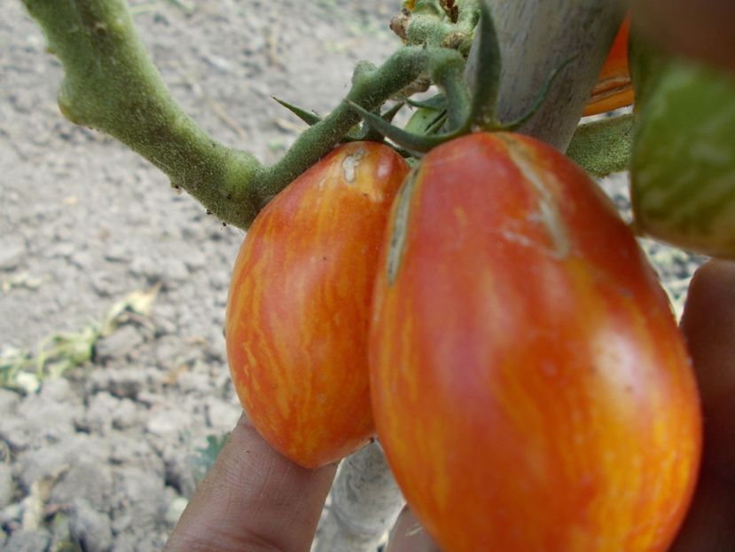  - SEMINTE ROSII - BLUSH