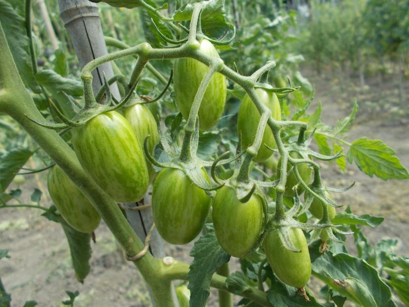  - SEMINTE ROSII - BLUSH