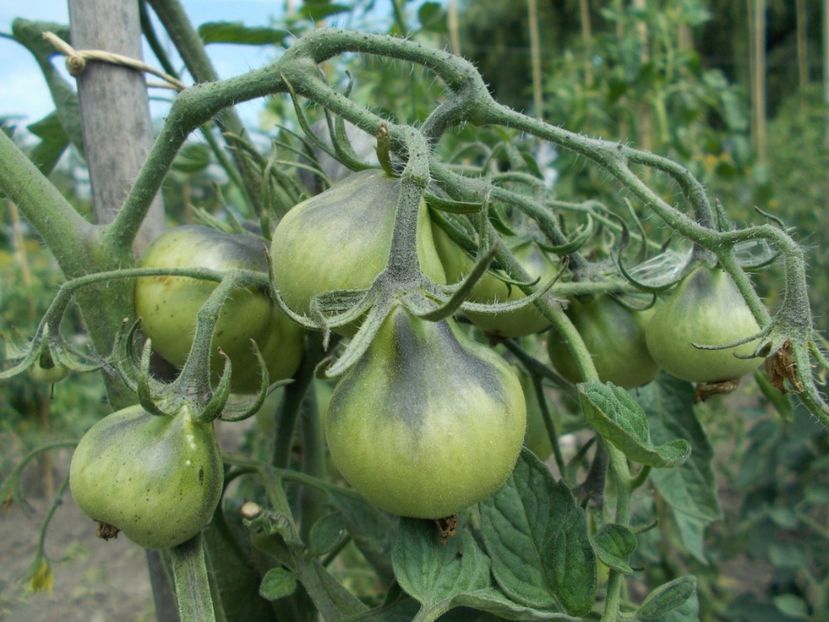  - SEMINTE ROSII - FLANDERS CONTRAST