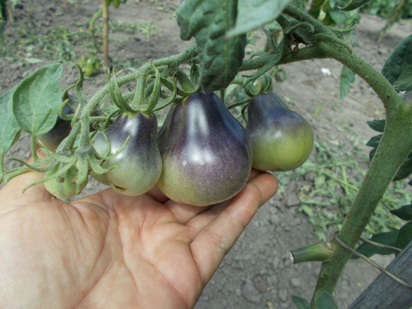  - SEMINTE ROSII - FLANDERS CONTRAST