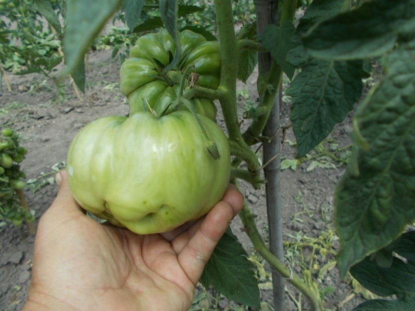  - SEMINTE ROSII - RICCIO DI PARMA