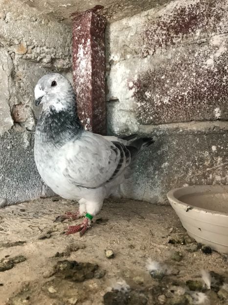 C15615E3-63DC-49EF-947D-0CE1CF0C0B7D - Pui 2018