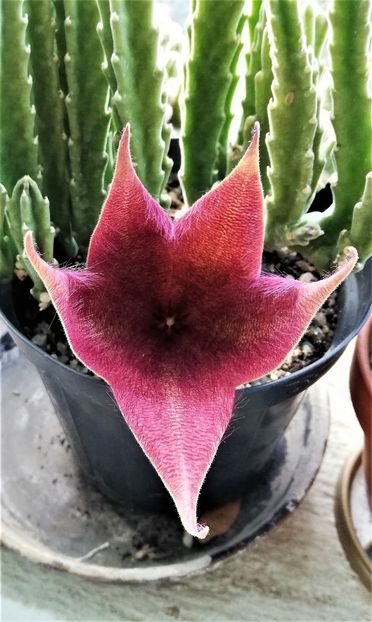  - Cactusi si suculente