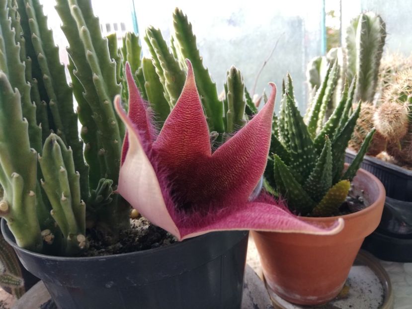  - Cactusi si suculente