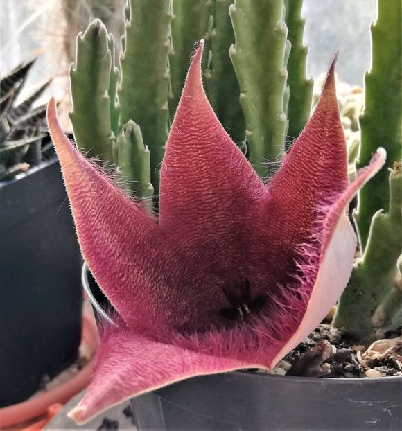  - Cactusi si suculente