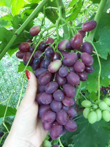 20180714_195725(0) - Dunawska Lazur