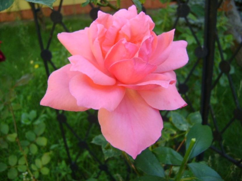 Trandafiri - r Vara 2016-2017-2018-2019