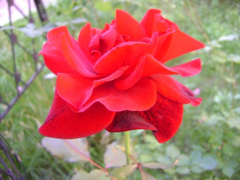 Trandafiri - r Vara 2016-2017-2018-2019