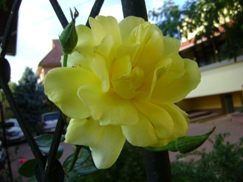 Trandafiri - r Vara 2016-2017-2018-2019