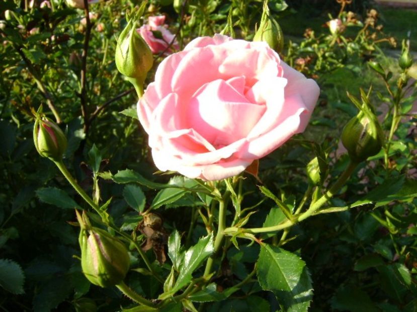 Trandafiri - r Vara 2016-2017-2018-2019