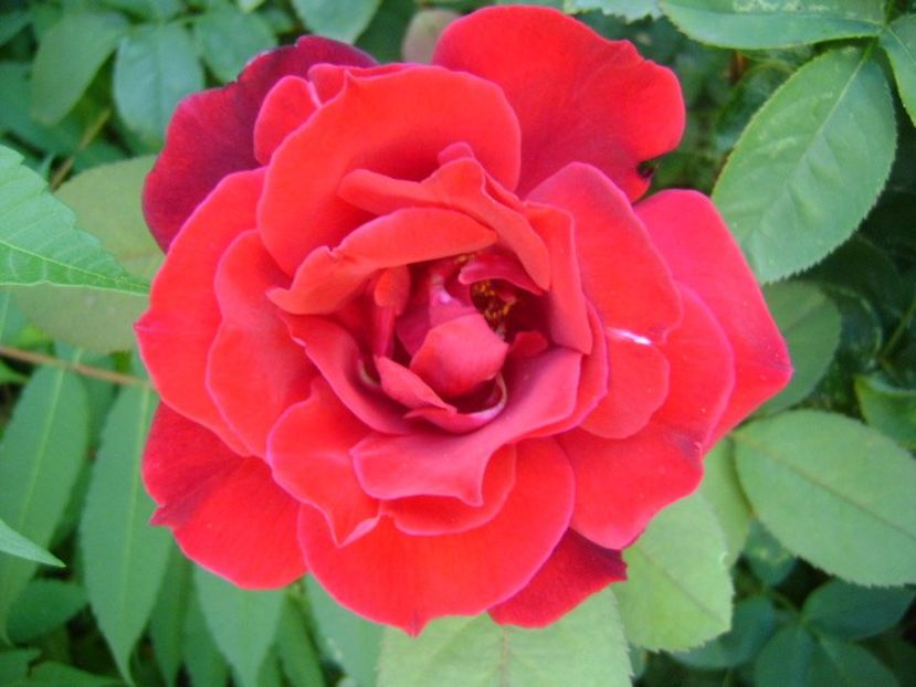 Trandafiri - r Vara 2016-2017-2018-2019