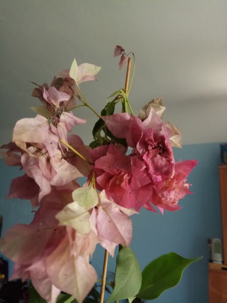 Bougainvillea - provizoriu