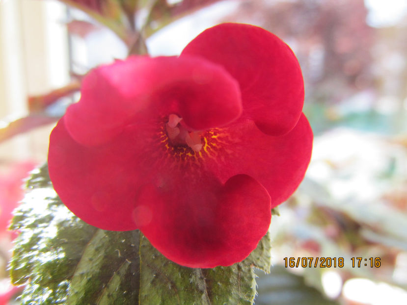 Red Diamond - Achimenes 2018