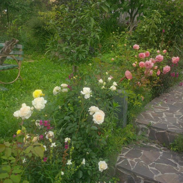 - gradina iulie 2018
