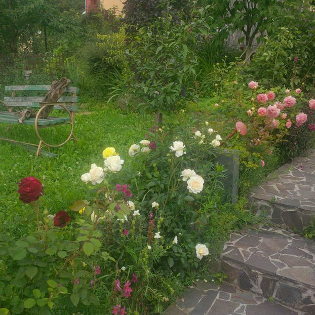  - gradina iulie 2018