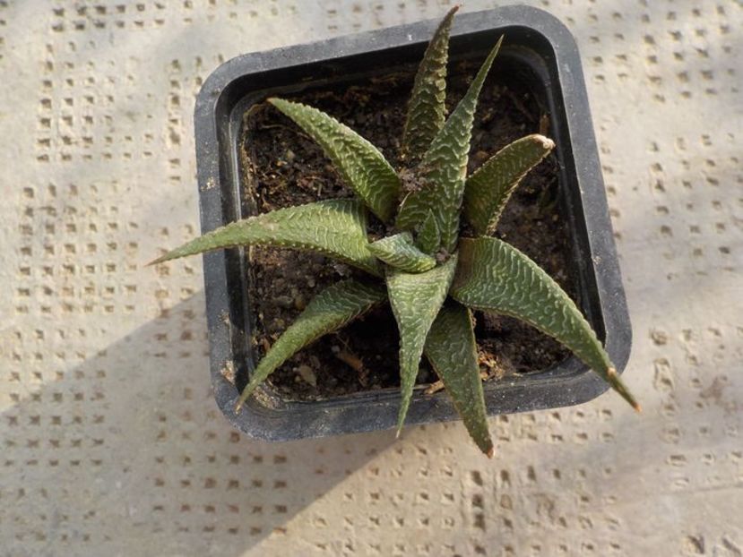 hawortia limifolia striata - Genul Hawortia