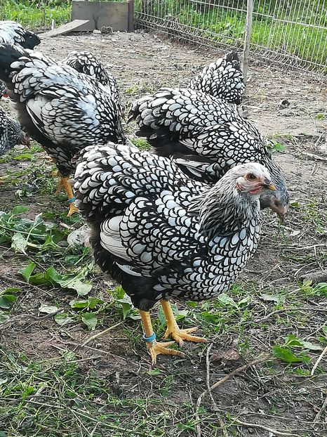  - WYANDOTTE ARGINTIU