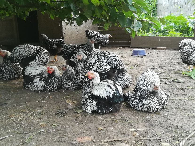  - WYANDOTTE ARGINTIU