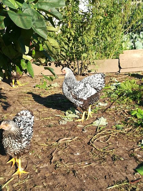  - WYANDOTTE ARGINTIU