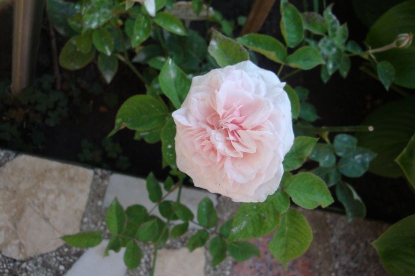  - Souvenir de la Malmaison