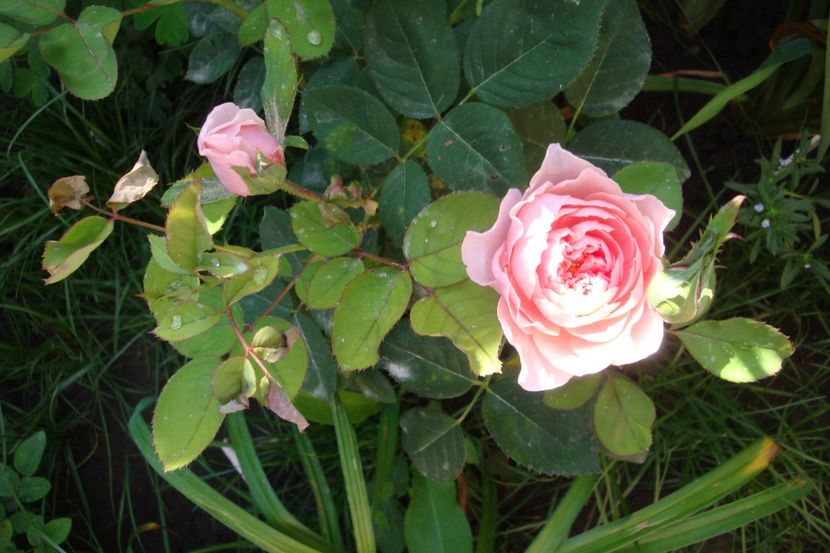  - The Alnwick Rose