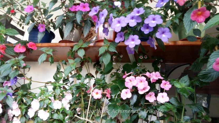  - 05 Achimenes 2018
