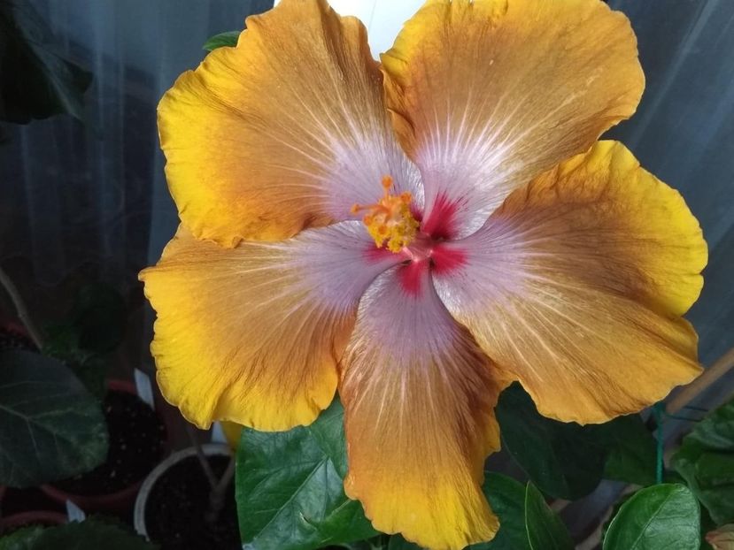  - Tahitian Sophistication