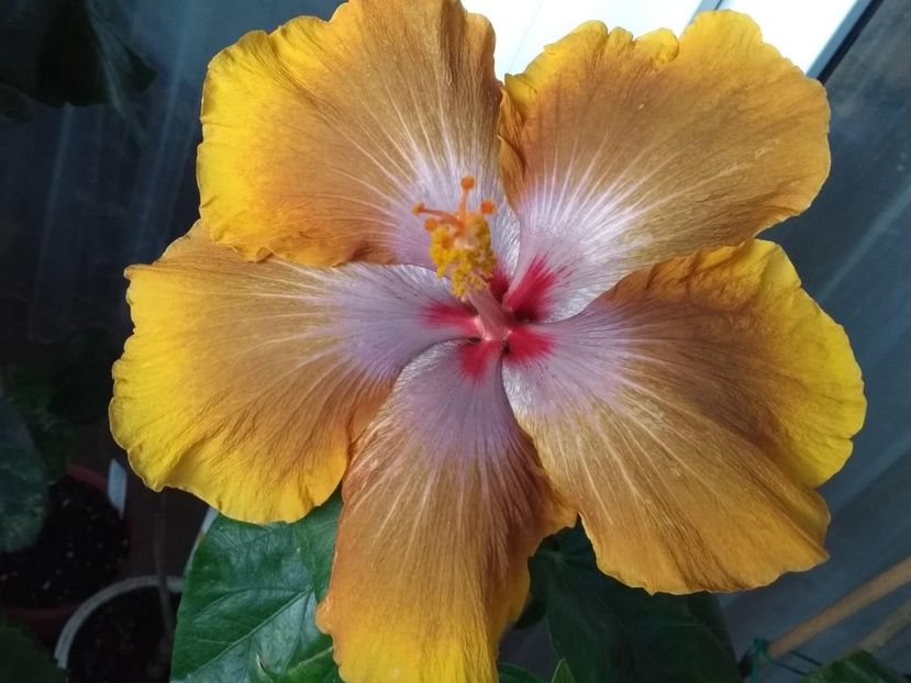  - Tahitian Sophistication