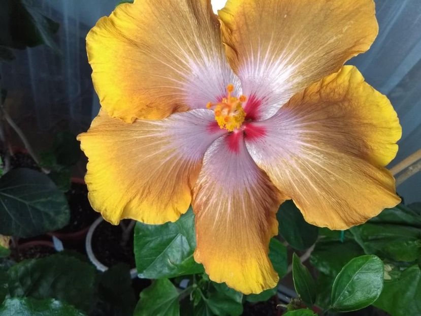  - Tahitian Sophistication