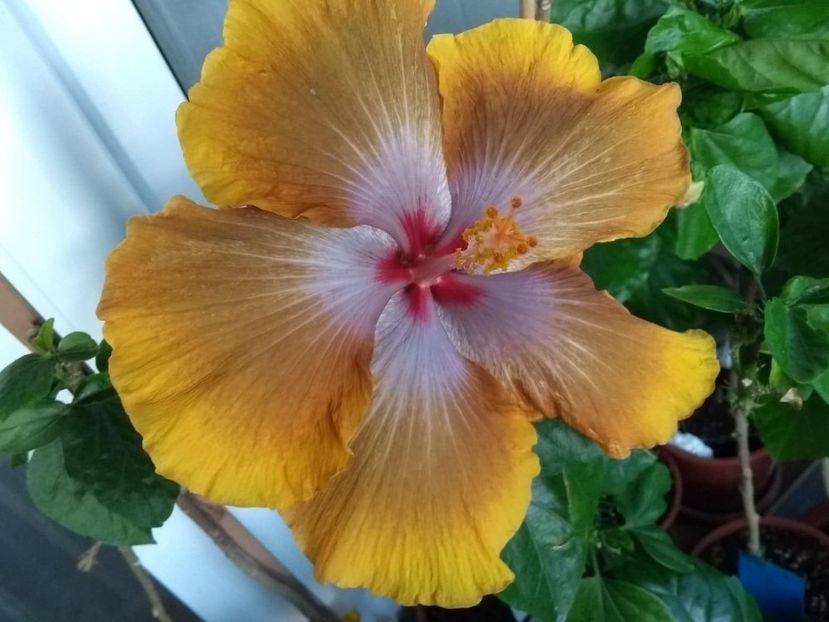  - Tahitian Sophistication