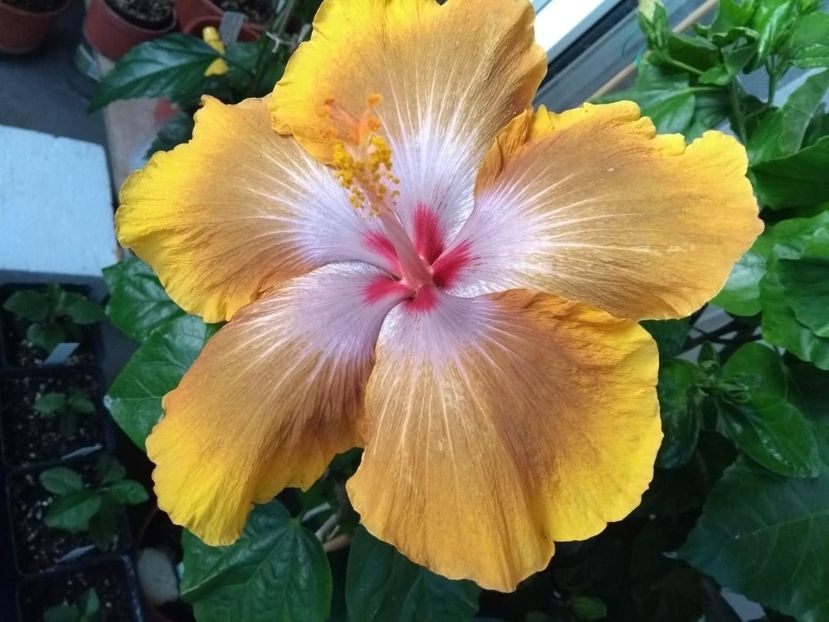  - Tahitian Sophistication