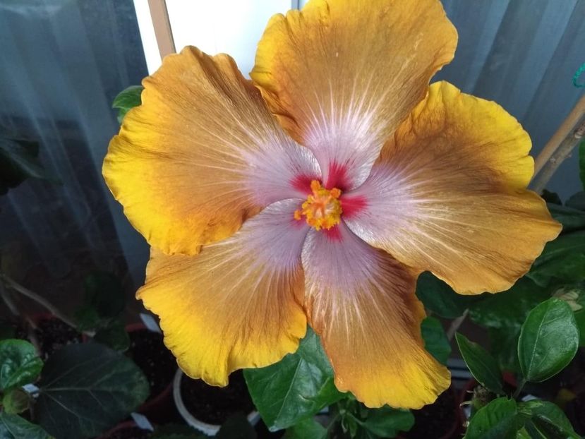  - Tahitian Sophistication