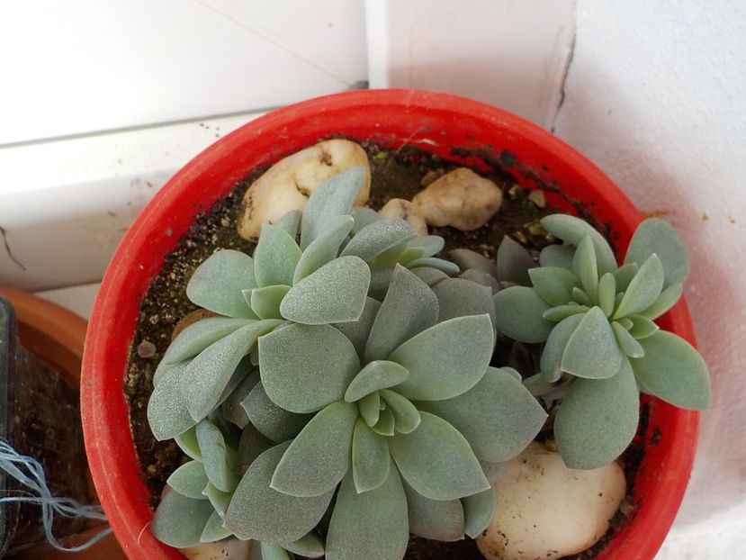  - Genul Graptopetalum