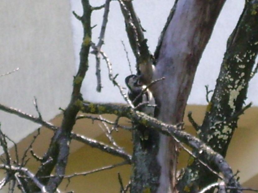 Ciocanitoare - r Vara 2016-2017-2018-2019