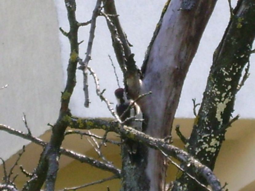 Ciocanitoare - r Vara 2016-2017-2018-2019