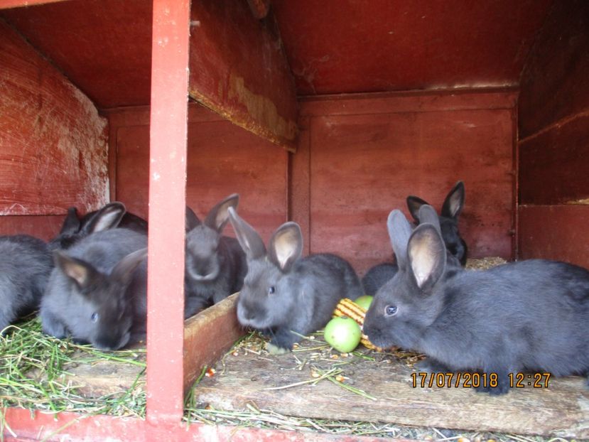 7 pui la 2 luni ! - xxx TINERET 2018 IEPURI